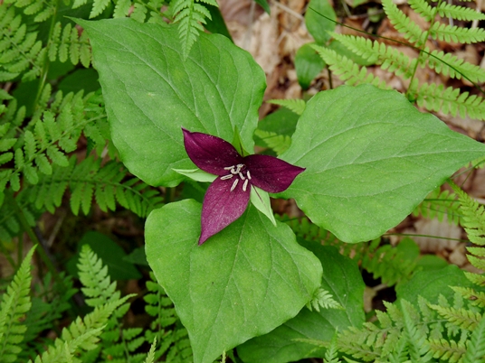 {Trillium erectum}